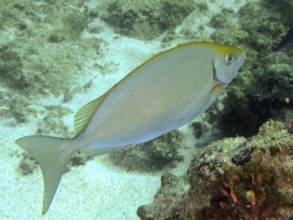 A fish with a yellowish back, white spot rabbitfish (Siganus sutor), swims over a sandy seabed in a