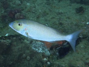 A blue-grey longnose street sweeper (Lethrinus nebulosus) swims over a richly vegetated seabed.