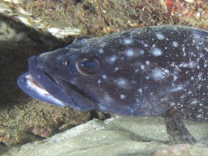 Close-up of a fish with distinctive eyes and mouth, white-spotted grouper (Epinephelus