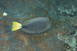 A fish with a yellow tail fin and scaly pattern, spotted rabbitfish (Siganus stellatus), swims