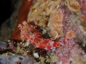 Small red-coloured fish, Cape three-finned blenny (Cremnochorites capensis), resting on a rocky