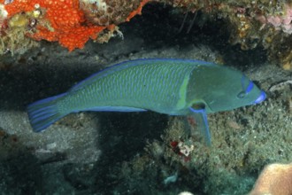 Turquoise-green blue-spotted wrasse (Anampses caeruleopunctatus) swimming in a coral reef. Dive