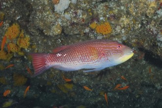 An orange-red fish, saddle spotted pigmy wrasse (Bodianus bilunulatus), swims in the reef area,