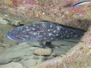 A large, dark-coloured white grouper (Epinephelus coeruleopunctatus) hides between rocks on a sandy