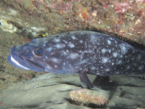 Close-up of a large white-spotted grouper (Epinephelus coeruleopunctatus) in a rocky underwater
