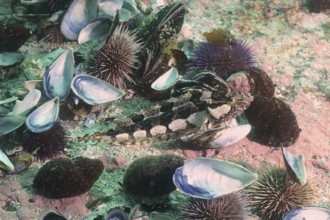 Underwater scene with several mussels and a Super Clifffish (Clinus superciliosus) between sea
