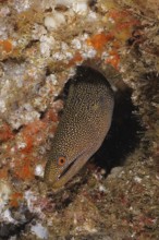 Abbott's moray eel (Gymnothorax eurostus) camouflages itself in a cave on the seabed. Dive site