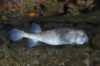 Blueish Spot-fin porcupinefish (Chilomycterus reticulatus) floats through a rocky underwater