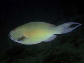 A nose hump parrotfish (Scarus rubroviolaceus), parrotfish, with green-blue colouring swims in the
