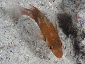 An orange-coloured fish, red sea bream (Chrysoblephus laticeps) juvenile, swimming over a sandy