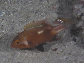 A juvenile orange-coloured fish, sea bream Red Roman (Chrysoblephus laticeps), swims over a sandy