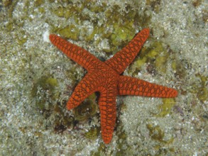 Bright orange-coloured Indian starfish (Fromia indica) with a striking pattern lies on a sandy