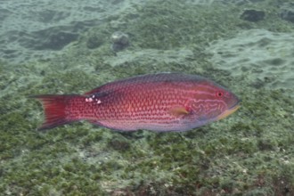 A red fish, saddle spotted pigmy wrasse (Bodianus bilunulatus), swims in clear water over a mossy