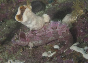 Pink-coloured super rockfish (Clinus superciliosus) on a rocky seabed in a coral environment. Dive