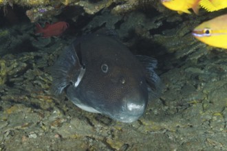 Dark star pufferfish (Arothron stellatus) peers out of its hiding place in the ocean. Dive site