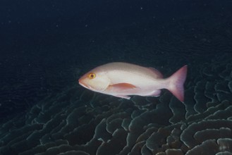A double-spotted snapper (Lutjanus bohar) swims over deep blue coral structures in the sea. Dive
