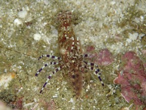 Well camouflaged common marbled shrimp (Saron marmoratus) with a detailed pattern on a sandy seabed