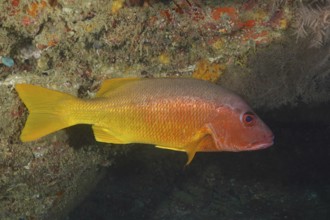 A yellow one-spot snapper (Lutjanus monostigma) in the reef with orange-coloured sponge formations.