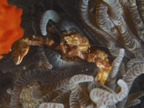 Yellow anemone porcelain crab (Neopetrolisthes alobatus) hiding between the tentacles of a sea