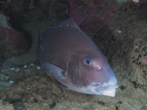 A large fish, dark sweetlips (Plectorhinchus chubbi), rests on the seabed, surrounded by dark