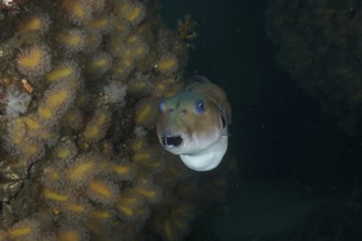 Seagrass pufferfish (Arothron immaculatus) swimming near a coral reef in the ocean. Dive site