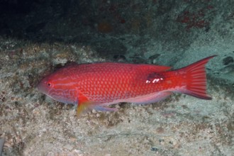 Red fish, saddle spotted pigmy wrasse (Bodianus bilunulatus), resting on the sandy seabed in the