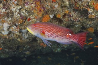 Red fish, saddle spotted pigmy wrasse (Bodianus bilunulatus), swimming in front of a colourful