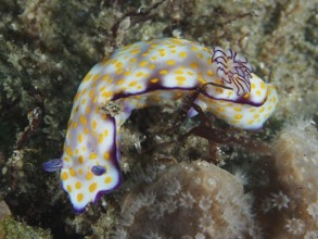 A colourful snail with white and yellow dots, Hypselodoris ghardaqana, crawls over corals. Dive