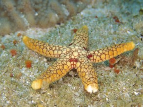 An orange-coloured starfish with a unique pattern, the orange-spotted starfish (Ferdina
