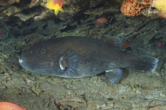 Star pufferfish (Arothron stellatus) lies hidden in the shadow of rocks in the ocean. Dive site