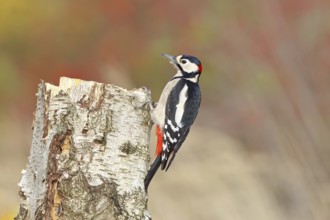 Great spotted woodpecker (Dendrocopus major), male, foraging on the trunk of a common birch (Betula
