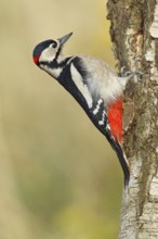Great spotted woodpecker (Dendrocopus major), male, foraging on the trunk of a common birch (Betula