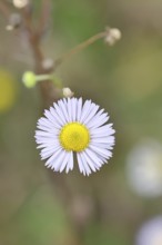 Annual ragweed (Erigeron annuus), by the wayside in a field, Wilnsdorf, North Rhine-Westphalia,