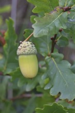 Acorns and leaves of the English oak (Quercus robur), autumn, Wilnsdorf, North Rhine-Westphalia,