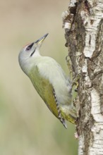Grey-headed Woodpecker (Picus canus), female sitting on the trunk of a grey birch (Betula
