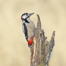 Great spotted woodpecker (Dendrocopos major), male, foraging on a tree stump overgrown with moss