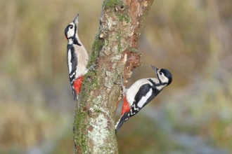 Great spotted woodpecker (Dendrocopos major), male and female, foraging on a tree trunk covered