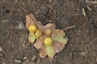 Common oak gall wasp (Cynips quercusfolii) on a leaf of an English oak, Wilnsdorf, North