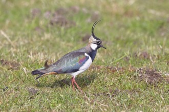 Northern Lapwing (Vanellus vanellus), in breeding plumage, foraging on a moor, wildlife, Lembruch,