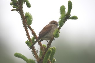 Red-backed shrike (Lanius collurio) female in the rain, Allgäu, Bavaria, Germany