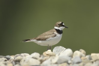Little Ringed Plover (Charadrius dubius), Allgäu, Bavaria, Germany