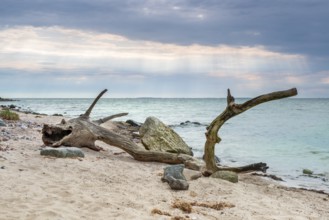 Sea monster, bizarre tree trunk shaped like a stranded dragon, driftwood on the beach of the Baltic