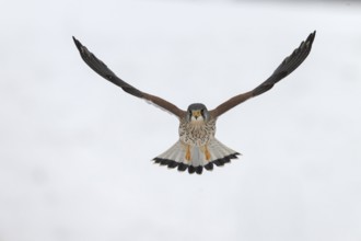 Kestrel (Falco tinnunculus) in the snow, Bitburg, Rhineland-Palatinate, Germany