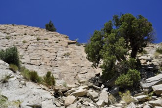 Steep rock with green tree under clear blue sky, Dinosaur National Monument, Utah, USA