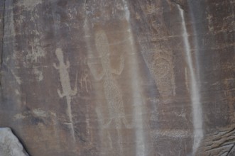 Historic engravings of lizards, petroglyphs from the Fremont culture, on a rock, Dinosaur National