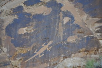 Petroglyphs of the Fremont culture of lizards on a blue sandstone, Dinosaur National Monument,