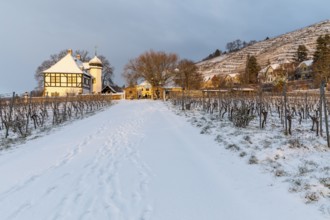 First rays of sunshine at the Hoflössnitz winery in winter, Oberlössnitz in the snow, Radebeul,