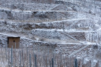The snow-covered walls and terraces in the Golden Wagon vineyard create a graphic pattern,