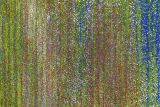 The lentil bloom in Castelluccio di Norcia, nestled in the Sibillini Mountains of the Italian