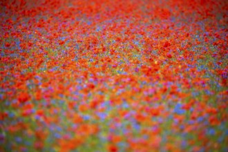 The lentil bloom in Castelluccio di Norcia, nestled in the Sibillini Mountains of the Italian